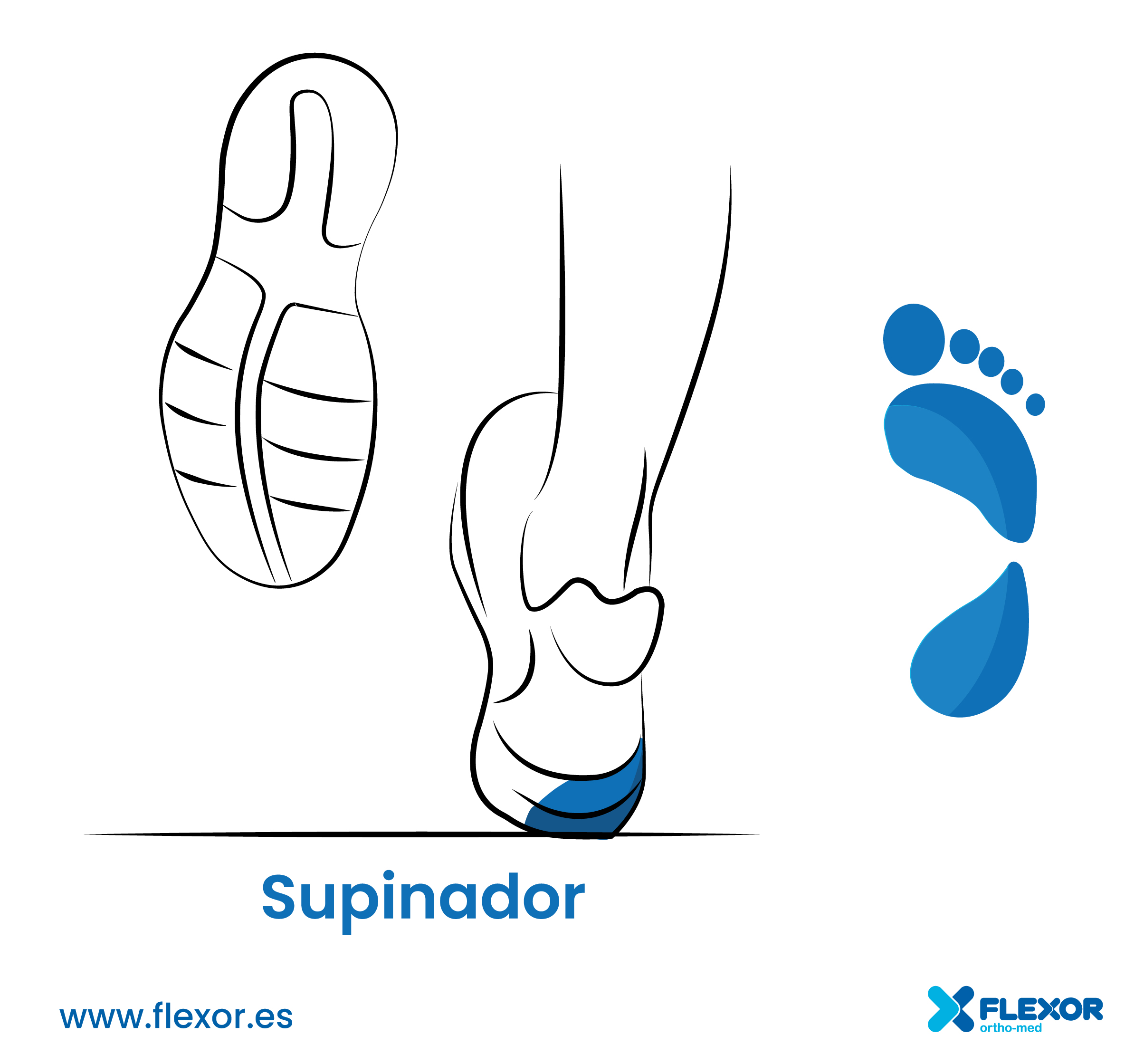 SUPINADOR_FLEXOR